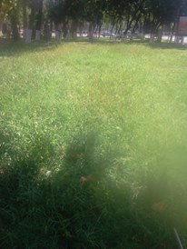 Grass - My, Grass, Greenery