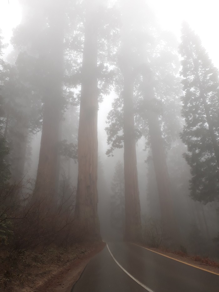 Sequoia Park - My, Travels, USA, Nature, beauty, Forest, Sequoia, Deer, Longpost, Deer