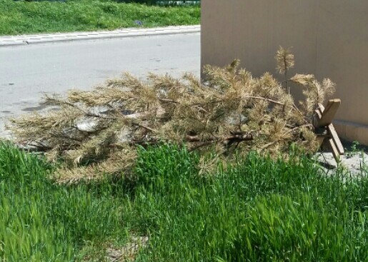 May 2. Another gave up. - My, Christmas tree, Spring, Garbage