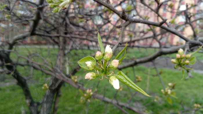 Everything blooms - My, Spring, Plants