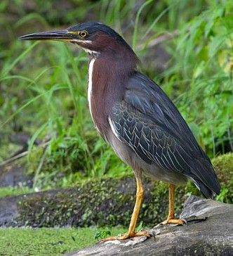 Interesting facts about birds. - Predator birds, , Fishing