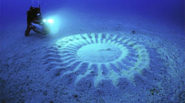 Architect fish (white-spotted pufferfish) making patterns on the seabed - , Pufferfish, Nature, Longpost