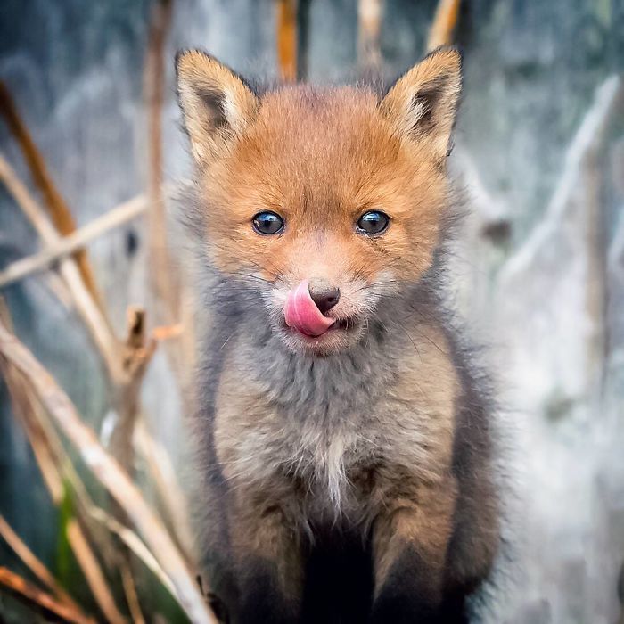 Foxes and foxes in all their glory! - Fox, The photo, Longpost, Animals, Fox cubs