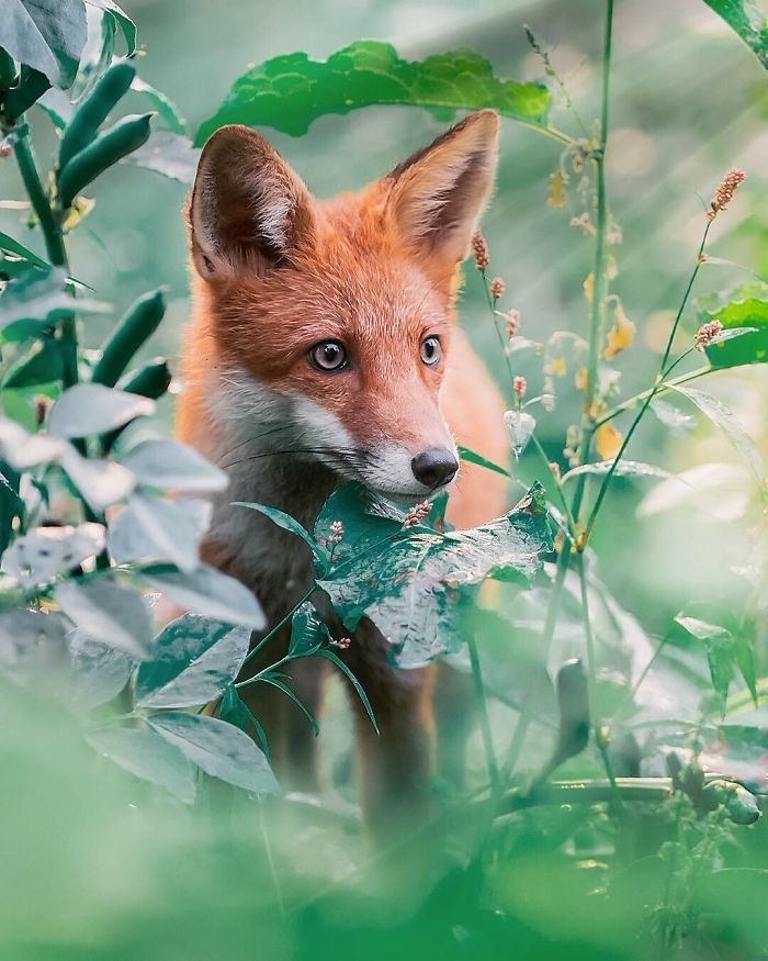 Foxes and foxes in all their glory! - Fox, The photo, Longpost, Animals, Fox cubs