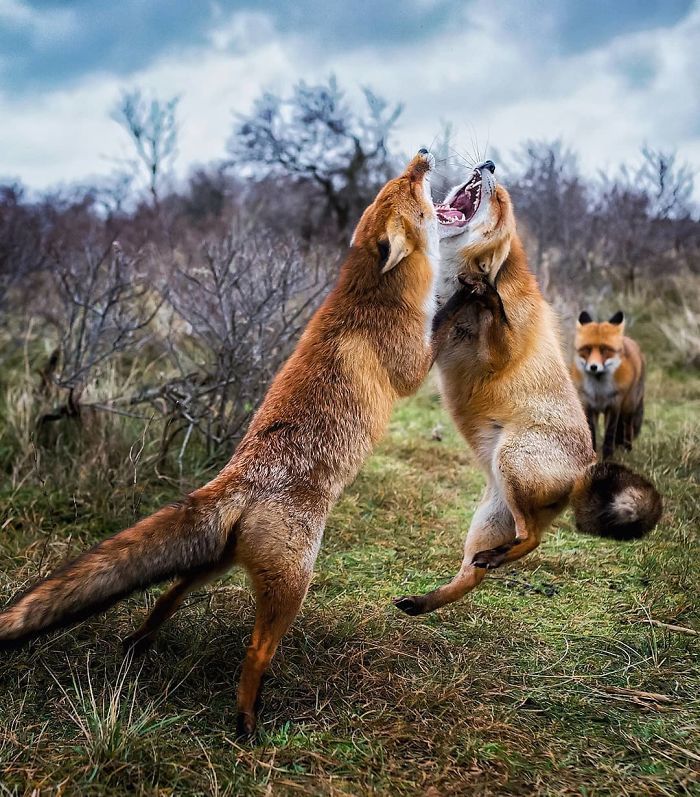 Foxes and foxes in all their glory! - Fox, The photo, Longpost, Animals, Fox cubs