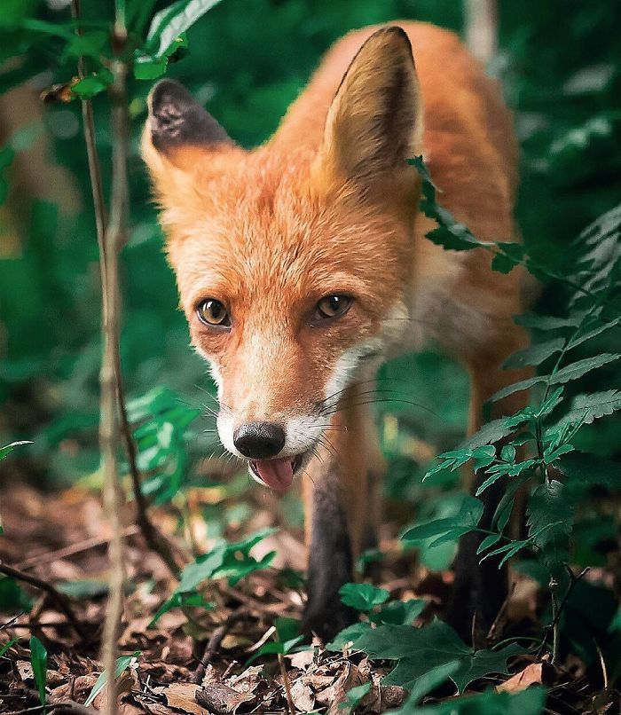 Foxes and foxes in all their glory! - Fox, The photo, Longpost, Animals, Fox cubs