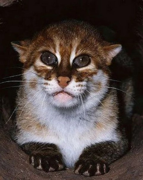 Sumatran cat. - Cat family, Small cats, Longpost, Sumatran cat, cat