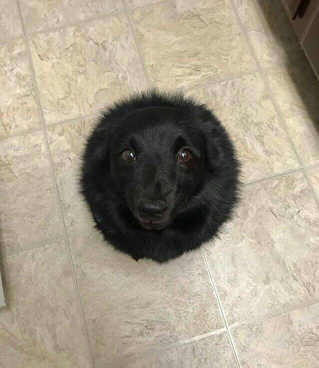 Black hole - Dog, Black hole, Reddit