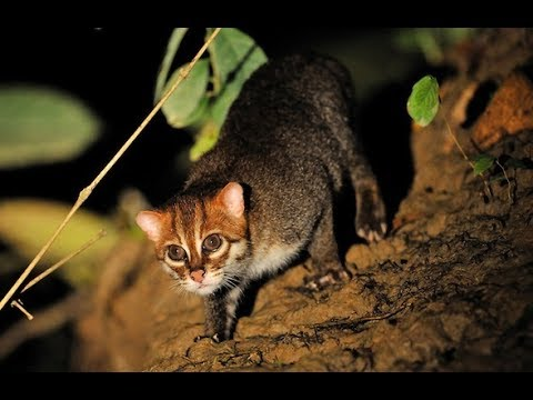 Sumatran cat. - Cat family, Small cats, Longpost, Sumatran cat, cat