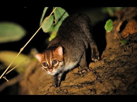 Суматранская кошка . - Семейство кошачьих, Малые кошки, Длиннопост, Суматранская кошка, Кот