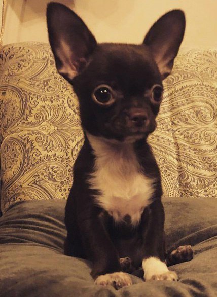 LOST DOG - My, Dog, The dog is missing, Chihuahua, Puppies