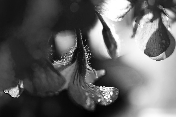 Роса | Пикабу