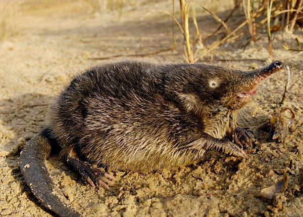 Russian relic - Muskrat, Relic, Animals, GIF, Longpost