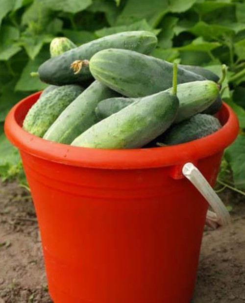 Great holiday in the countryside (return). - My, Cucumbers, Tomatoes, Village, Relaxation