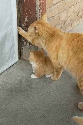 152550860319887490.gif