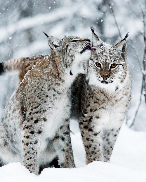 Sweet couple - Lynx, Cat family, The photo