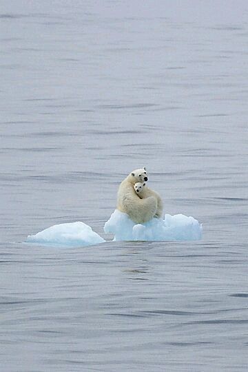 Let mama hear, let mama come - The Bears, Polar bear, Water, Ice floe, Young