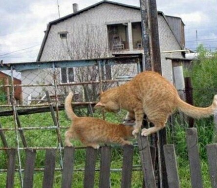 Oncoming traffic on a single lane road - cat, The photo, Longpost