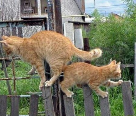 Oncoming traffic on a single lane road - cat, The photo, Longpost