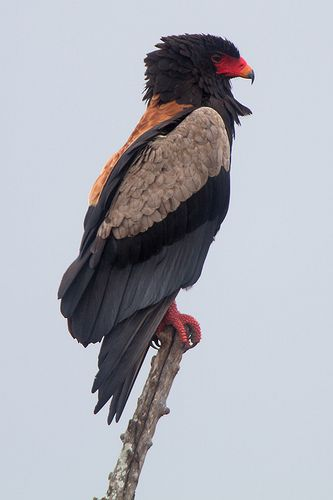Eagle buffoon. - Birds, Hawks, Oryol-Skomorokh, Longpost
