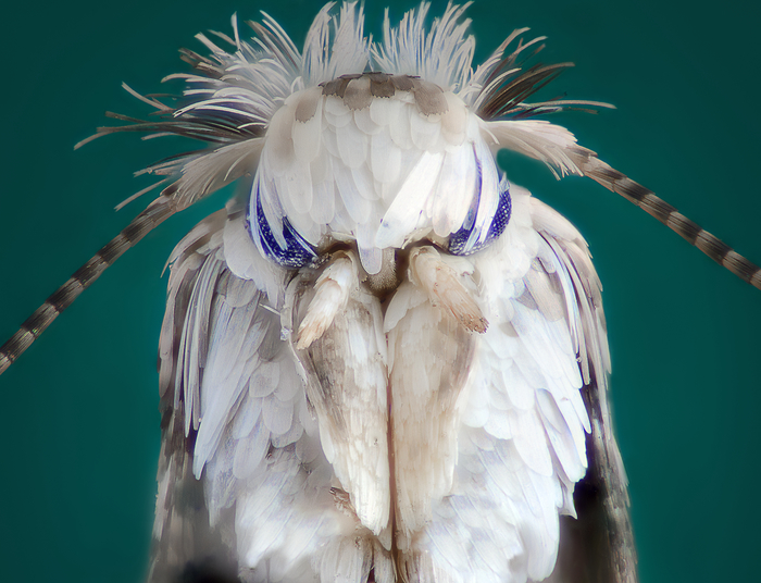 Привет, я моль!