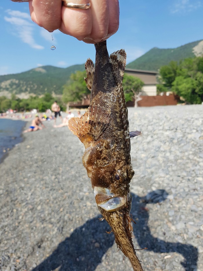 Fish matryoshka - My, A fish, Black Sea, Fishing