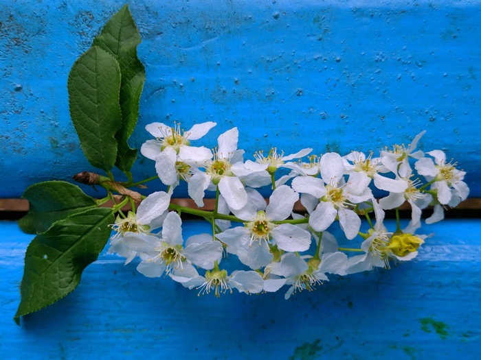 Cherry blossoms. - My, Bird cherry, Spring, Moscow, Mobile photography, 