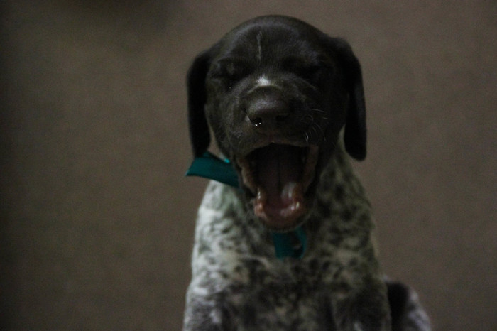 The hard part of a photographer - My, Puppies, Kurzhaar, Yawn, Milota, Dog