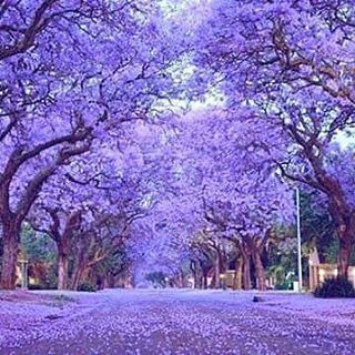 Blooming jacaranda. - Flowers, JACARANDA, , Longpost