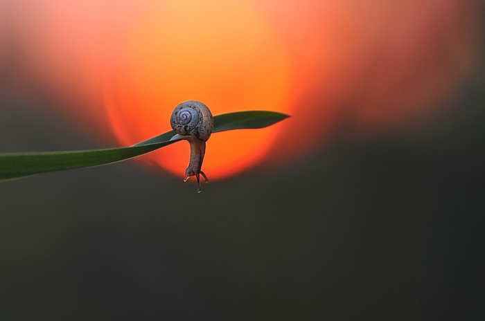 sunset lover - Russia, wildlife, Snail, Leaves, Sunset, Admires