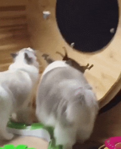   )