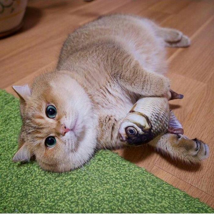 :     , , , , Hosico Cat,  , 