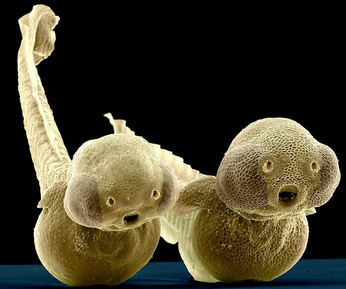 Two-day larvae of Danio-rerio fish - Larva, A fish, Amazing, Microscope, Fear, Tail