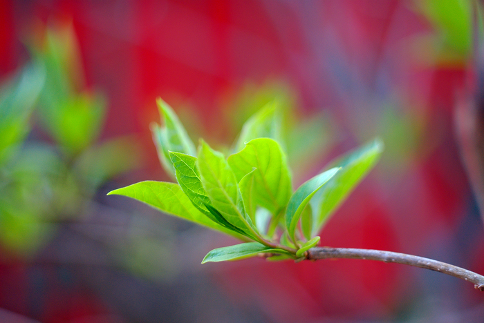 Green tenderness of May - My, The photo, May, Leaves, Pentax, Helios44-2, Longpost, Helios44-2