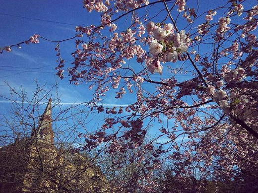 Cherry blossoms in Petersburg - Saint Petersburg, Spring, Sakura, , Longpost