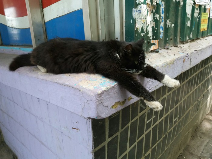 Planking is back in fashion. - My, cat, Planking, Fun