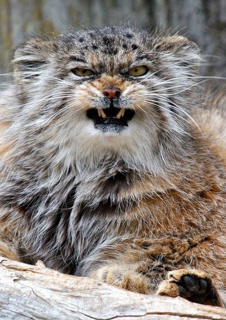 Pallas cat - manul and his faces - cat, Amazing, Fluffy, Oddities, Longpost