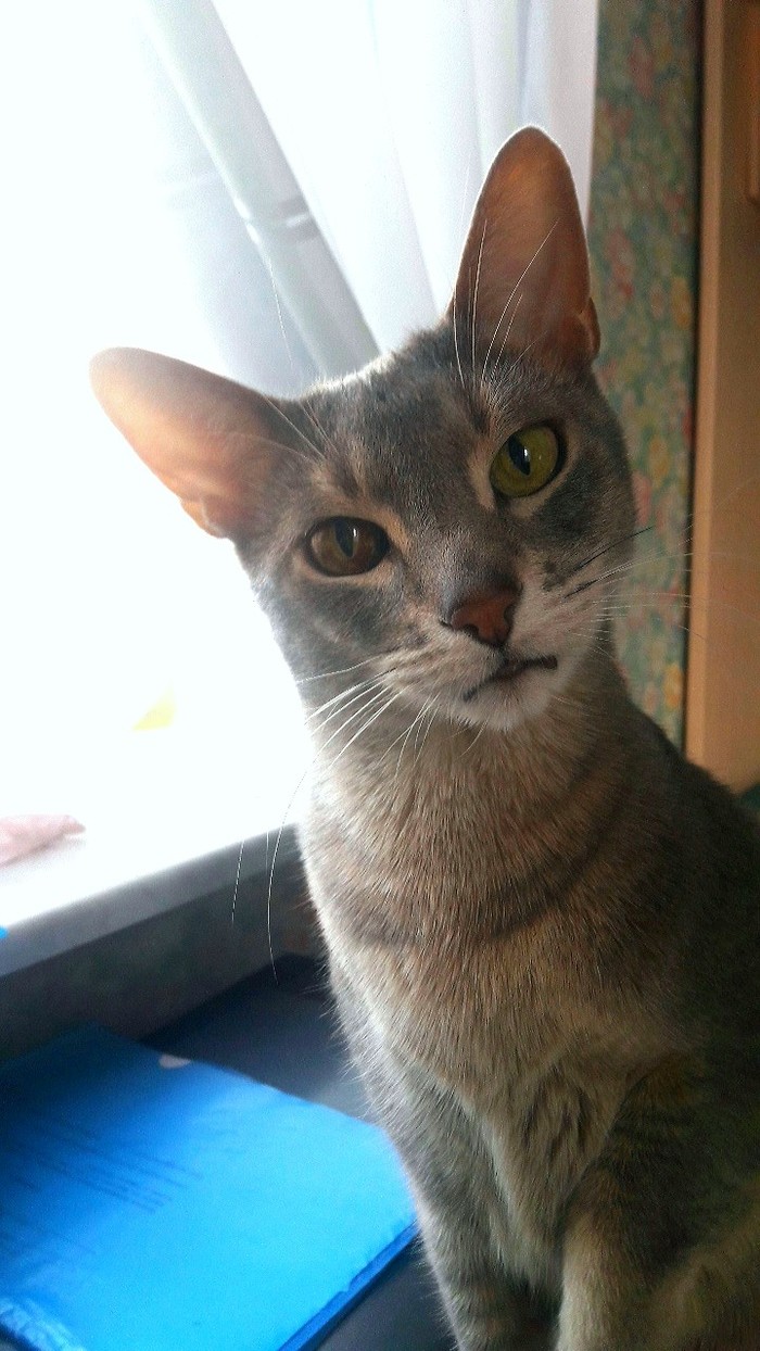 She went to have dinner in another room so that the cat would not beg for food. - My, cat, Abyssinian cat, 