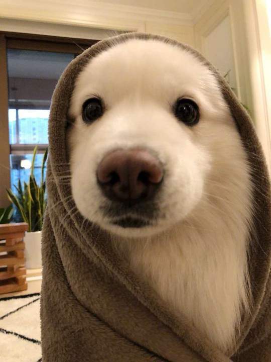 May the force be with you, young Jedi! - Dog, Puppies, Jedi