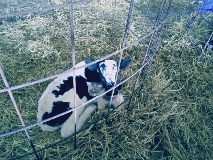 Sweet couple - My, Calf, cat, Farm, Work