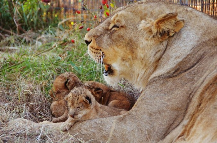 Zoo Taigan - Taigan Lions Park, Zoo, a lion, Crimea, Lion cubs, Oleg Zubkov, Longpost, Animals