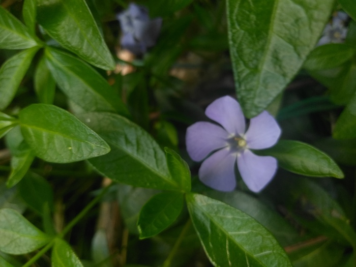 Spring pleases the eye - My, Periwinkle, The photo, May