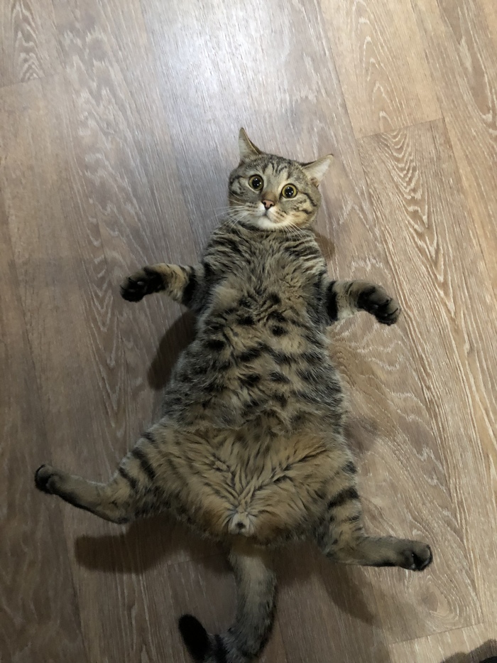 Scratch my belly. - My, cat, My