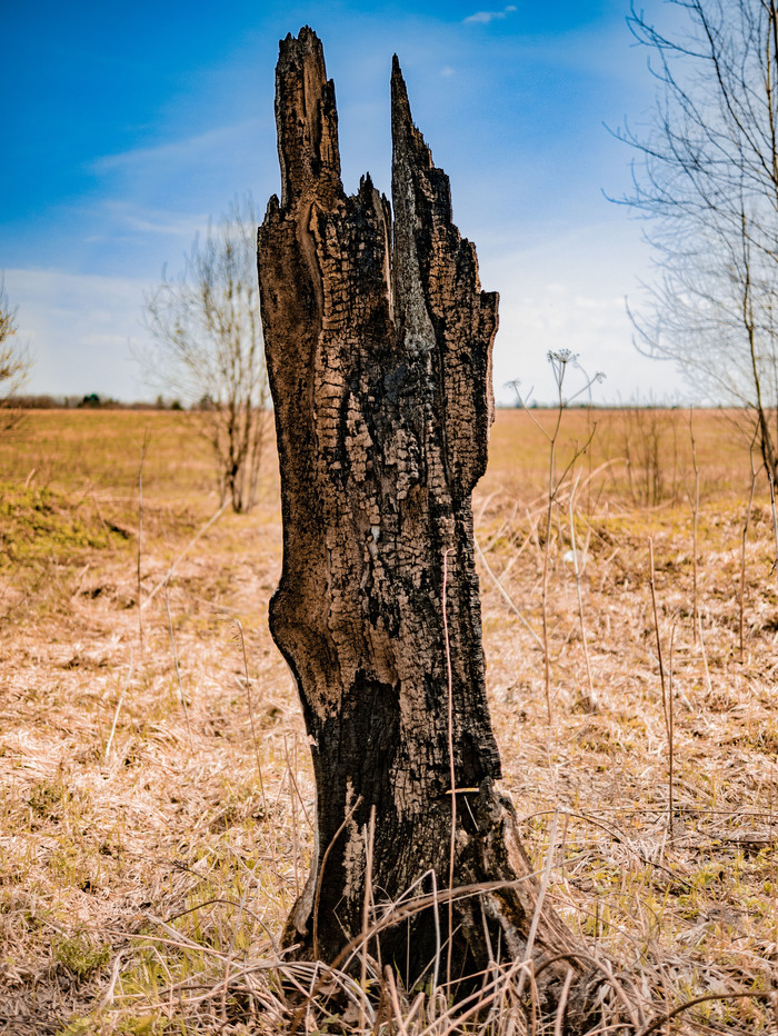 The beginning of spring looks deserted - My, The photo, Spring, Field, Stump