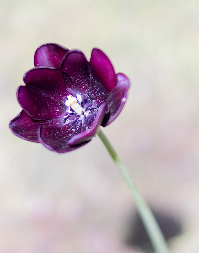 Some flowers, warmth and good mood! - My, Flowers, Botanical Garden, Good mood, Longpost, Pentax k-3, Samyang, 