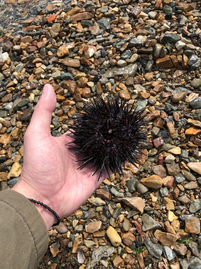 Spring Vladivostok - My, Vladivostok, Spring, Port, Fishing, Smelt, Goby, The photo, Sea urchin, Longpost