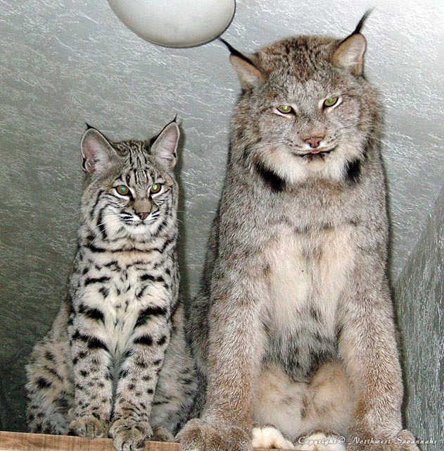 Two Khajiit - Lynx, cat, Khajiit