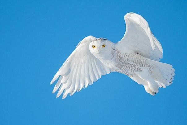 Grace in flight. - Flight, The photo, Polar owl, Owl, Birds