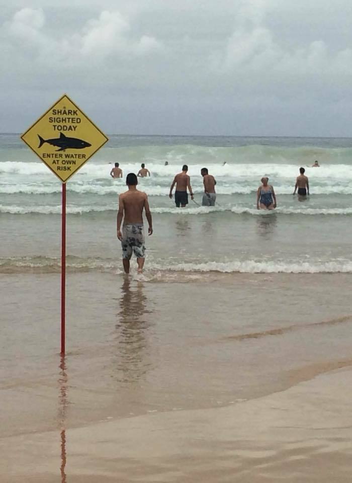 A typical day at the beach in Australia - Australia, Beach, Shark, Australians
