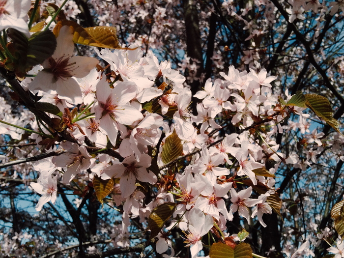 Cherry blossoms in Petersburg - My, Sakura, Saint Petersburg, Spring, Nature, Bloom, Mobile photography, Longpost